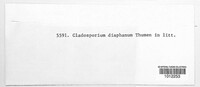 Cladosporium diaphanum image
